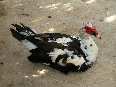 Pato-do-mato; Pato-mudo // Muscovy Duck (Cairina moschata)