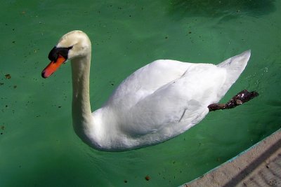 Cisne-branco // Mute Swan (Cygnus olor)