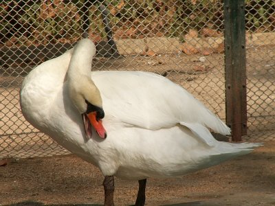 Cisne-branco // Mute Swan (Cygnus olor)