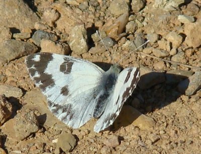 g1/99/524399/3/108058547.HOKmMqpA.jpg