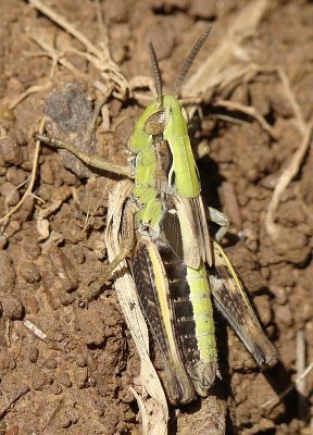 Gafanhoto // Grasshopper (Chorthippus sp.)