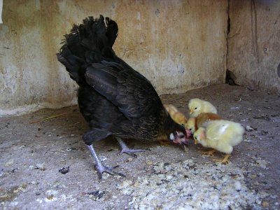 Galinha e Pintos // Domestic Fowl and Chicks (Gallus gallus subsp. domesticus)