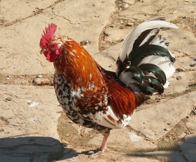 Galo // Domestic Fowl (Gallus gallus subsp. domesticus)