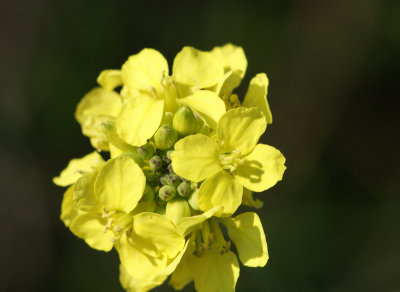 Mostarda- dos-campos // Wild Mustard (Sinapis arvensis)