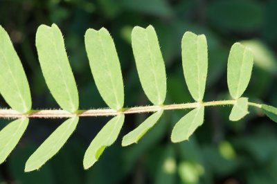 Planta // Plant (Astragalus sp.)