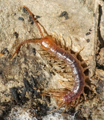 Uma jovem Centopeia // Centipede (Scolopendromorpha), juvenile
