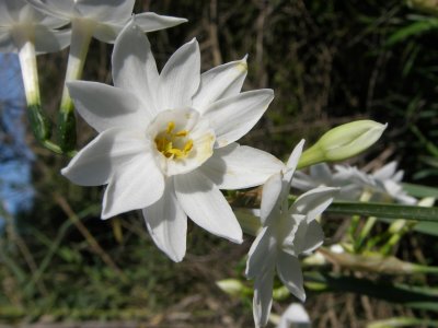 Narciso // Paperwhite Narcissus (Narcissus papyraceus)