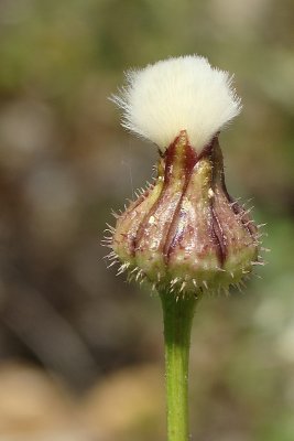Leituga-amargosa; Leituga-de-burro // Prickly Goldenfleece (Urospermum picroides)