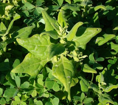 Espinafre // Spinach (Spinacia oleracea)