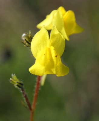 Uma pequena Flor do campo // Wildflower (Linaria sp.)