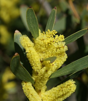 Accia-de-espigas // Sydney Golden Wattle (Acacia longifolia)