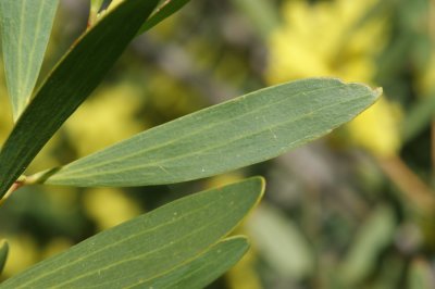 Acácia-de-espigas // Sydney Golden Wattle (Acacia longifolia)