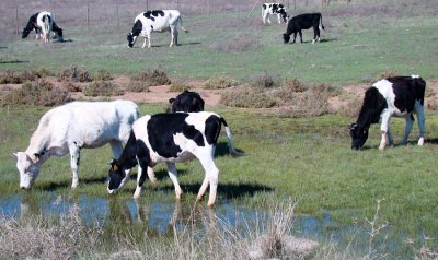 Vacas // Cows (Bos taurus subsp. taurus)