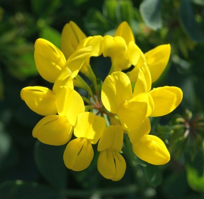 Pascoinhas; Serra-do-reino // Mediterranean Crown Vetch (Coronilla valentina subsp. glauca)