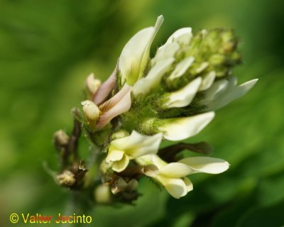 Flor // Swedish Coffee flower (Astragalus boeticus)