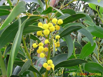 Accia // Golden Wreath Wattle (Acacia saligna)