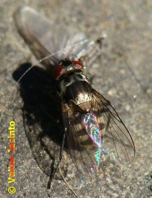 Mosca da famlia Muscidae // Face Fly (Limnophora sp.), female