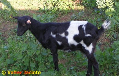 Cabra Algarvia // Goat (Capra hircus)
