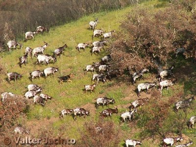 Cabras Algarvias // Flock of Goats (Capra hircus)