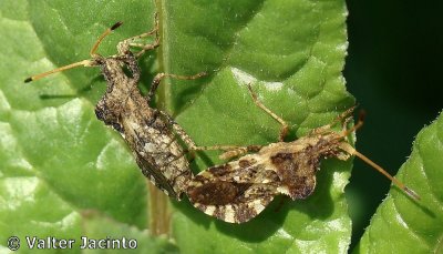 Percevejos acasalando // Bugs mating (Centrocoris variegatus)