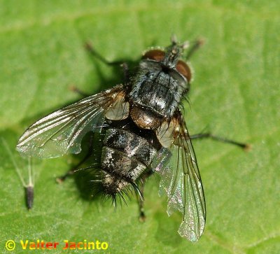 Mosca da famlia Tachinidae // Tachinid Fly (Carcelia sp.)