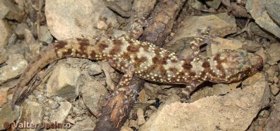 Osga-turca // Mediterranean House Gecko (Hemidactylus turcicus), juvenile