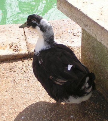 Pato Hbrido // Mule Duck (Anas platyrhynchos x Cairina moschata)