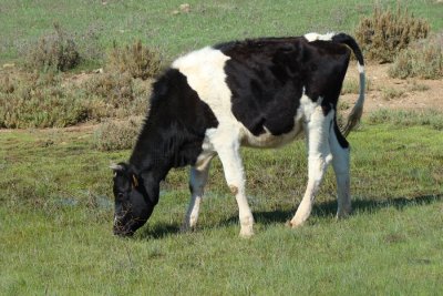 Vaca // Cow (Bos taurus subsp. taurus)