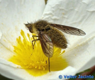 Mosca da famlia Bombyliidae // Bee Fly (Conophorus sp.)