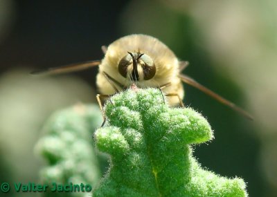 Mosca da famlia Bombyliidae // Bee Fly (Bombylius cf. venosus)