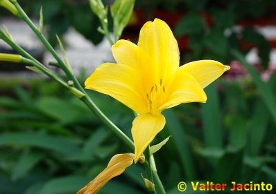 Flores-de-um-dia // Day Lily (Hemerocallis lilioasphodelus)