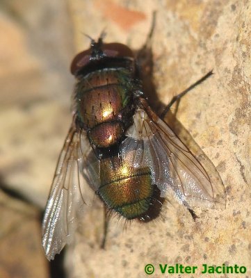 Mosca da famlia Calliphoridae // Blow Fly (Lucilia sericata), female