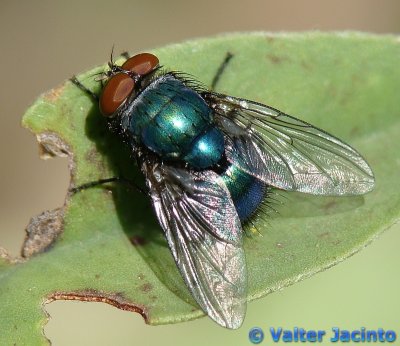 Mosca da famlia Calliphoridae // Blow Fly (Lucilia caesar), male