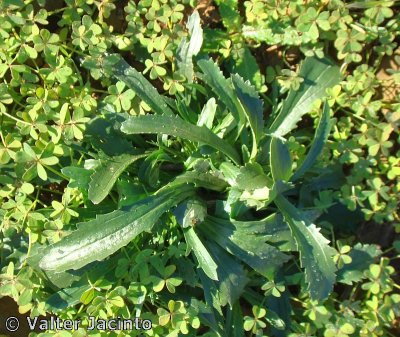 Sacamalo // Daisy-leaved Toadflax (Anarrhinum bellidifolium)