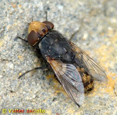 Mosca da famlia Sarcophagidae // Flesh Fly (Miltogramma germari)