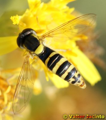 Mosca da famlia Syrphidae // Hoverfly (Sphaerophoria scripta), female