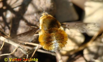 Mosca da famlia Bombyliidae // Bee Fly (Bombylius medius)