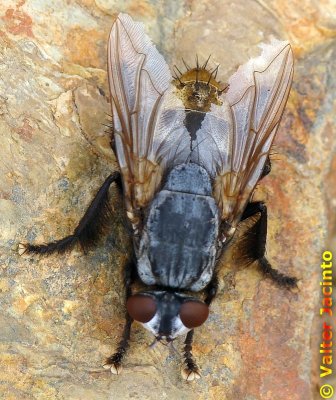 Mosca da famlia Sarcophagidae // Flesh Fly (Wohlfahrtia bella)