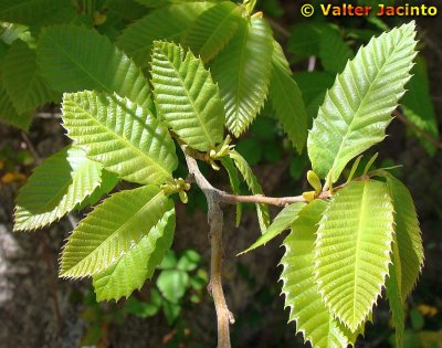 Folhas de Castanheiro // Sweet Chestnut leaves (Castanea sativa)