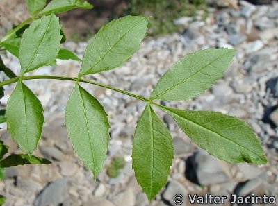 Freixo-de-folhas-estreitas // Narrow-leaved Ash (Fraxinus angustifolia)
