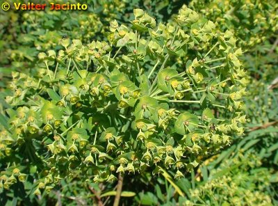 Titímalo-de-Monchique (Euphorbia monchiquensis)