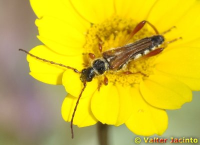 Escaravelho // Beetle (Stenopterus mauritanicus)