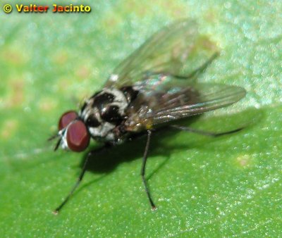 Mosca da famlia Anthomyiidae // Anthomyiid Fly (Anthomyia quinquemaculata)