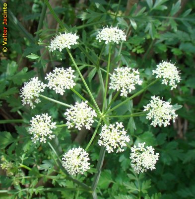 Embude; Canafreicha; Rabaas // Hemlock Water Dropwort (Oenanthe crocata)