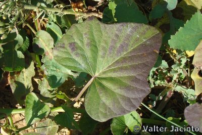 Folha da Batata Doce // Sweet Potato leaf (Ipomoea batatas)