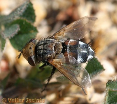 Mosca da famlia Tachinidae // Tachinid Fly (Gonia sp.)
