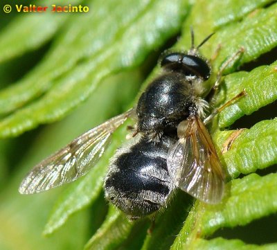 Mosca da famlia Stratiomyidae // Soldier Fly (Adoxomyia flavipes)