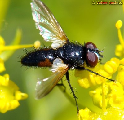 Mosca da famlia Tachinidae // Tachinid Fly (Clairvillia biguttata), male