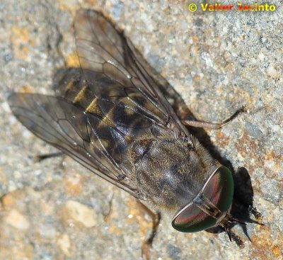 Mosca da famlia Tabaneidae // Horse Fly (Tabanus bromius)