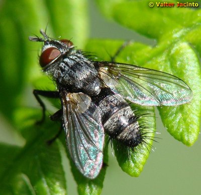 Mosca da famlia Tachinidae // Tachinid Fly (Blondelia nigripes)